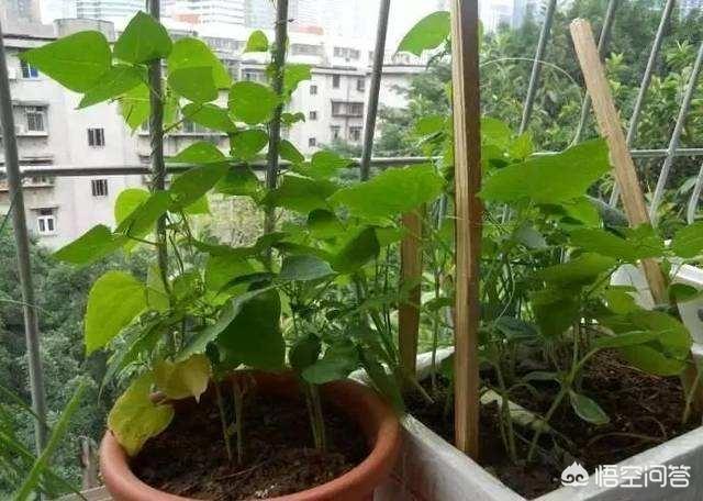 阳台丝瓜种植技术,阳台丝瓜种植技术视频