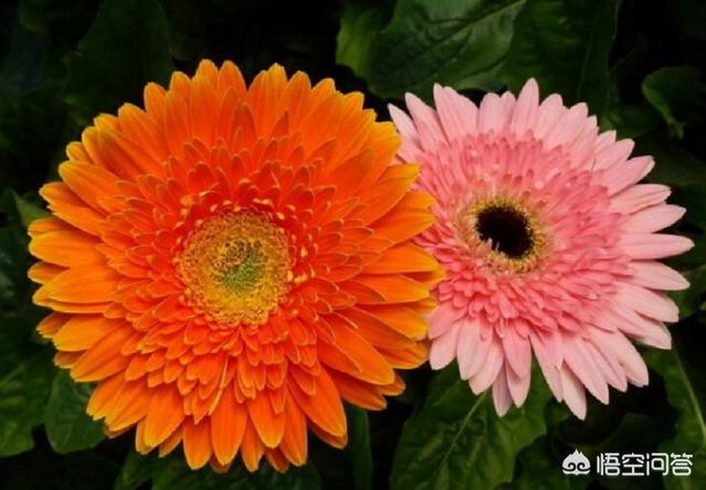 花卉秋季施肥