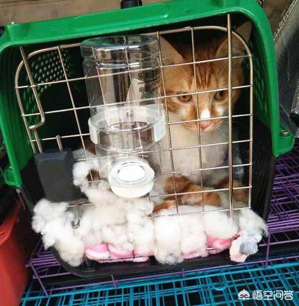 運寵物多少錢?運寵物多少錢運費!