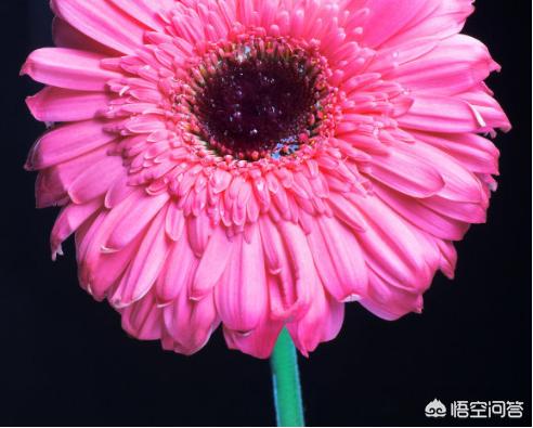 花卉秋季施肥