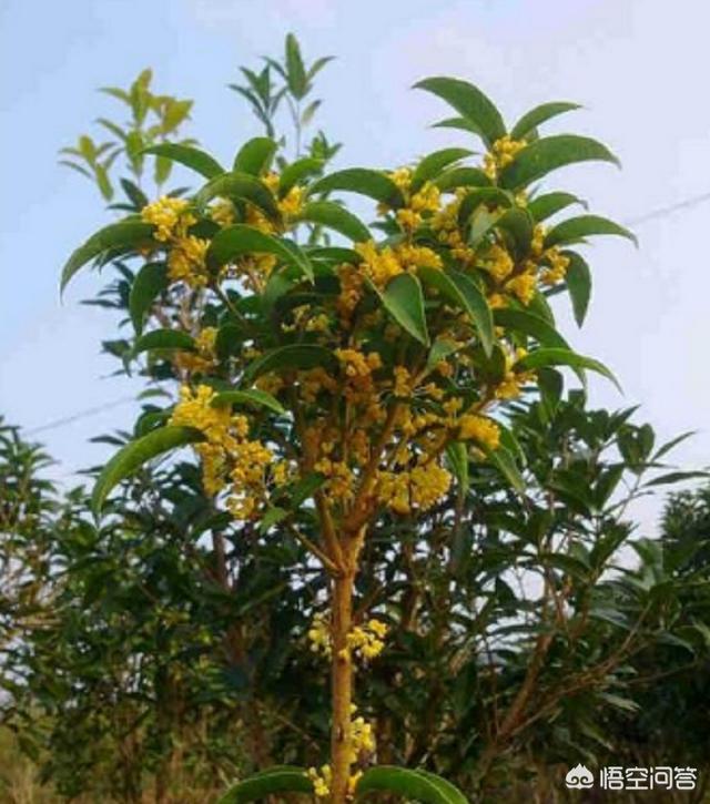 鲜花盆景室内花怎么养护和管理(图8)