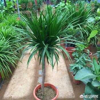 龙须树平时怎么保养(图1)