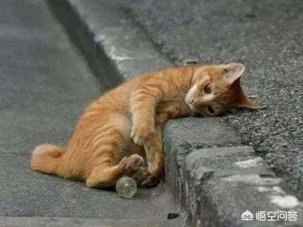 猫不听话该不该扔
