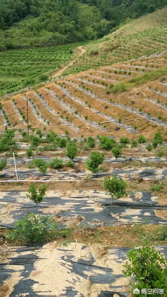 果园种植的计划书,果园种植的计划书怎么写