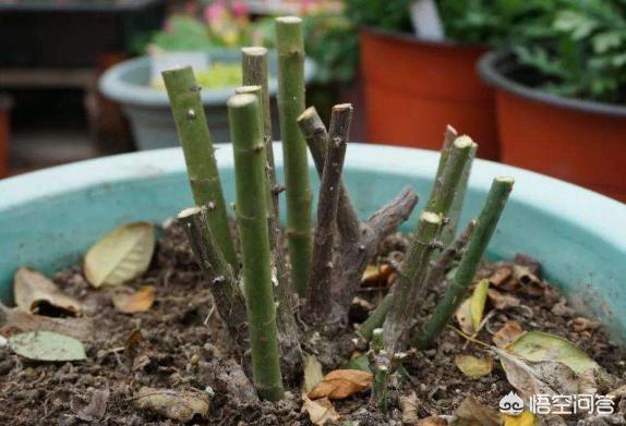 冬天新买月季花怎么养护和管理(图15)