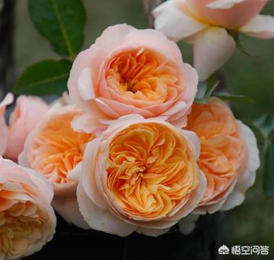 冬天新买月季花怎么养护和管理(图18)