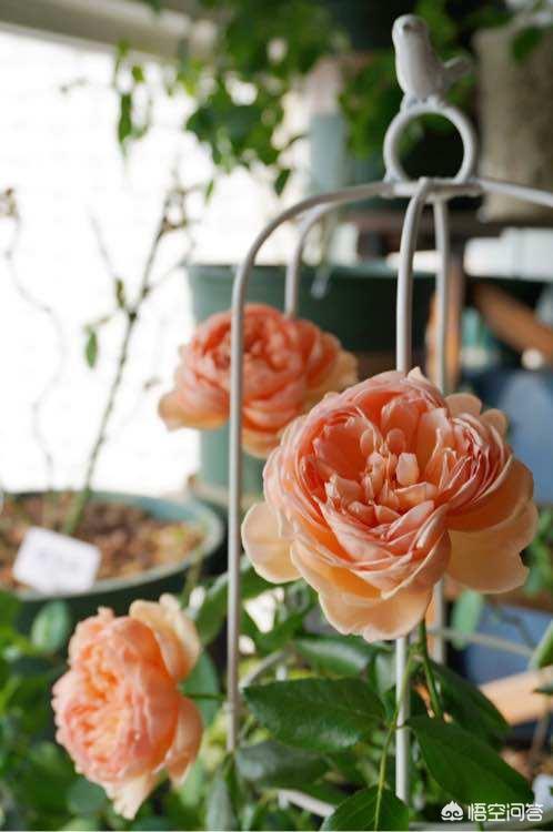 冬天新买月季花怎么养护和管理(图6)