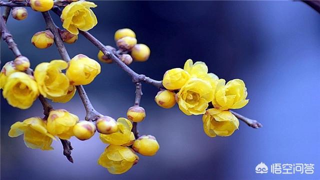 花卉绿植主题?花卉绿植主题名称!