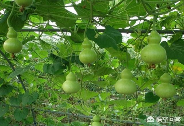 小葫芦怎么种植方法，小葫芦怎么种植方法视频教程