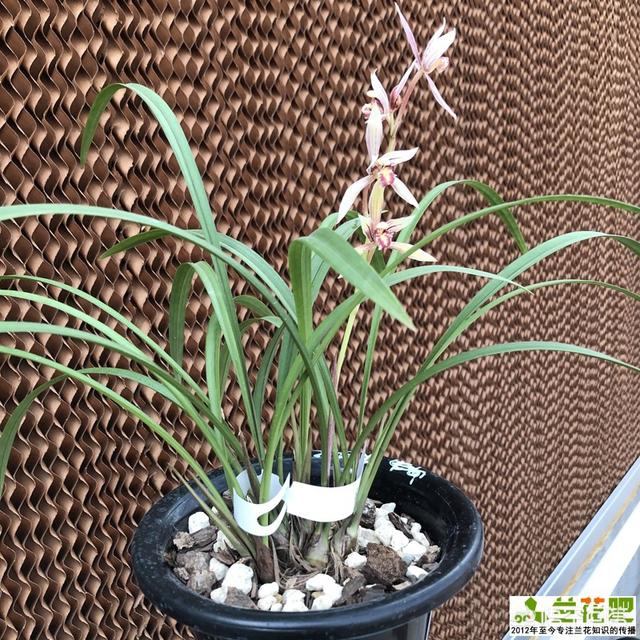 兰花种植方法，兰花种植方法与技巧