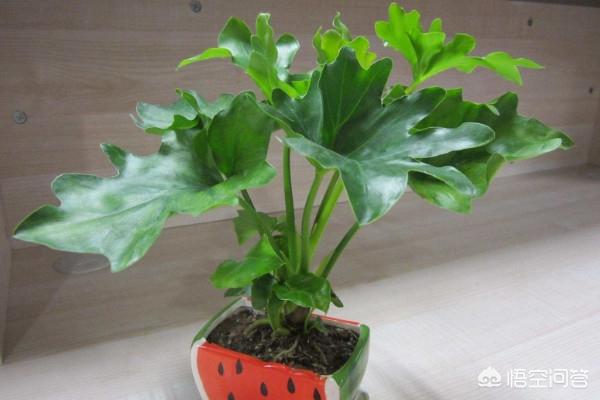 龙鳞春雨怎么养护,第1张