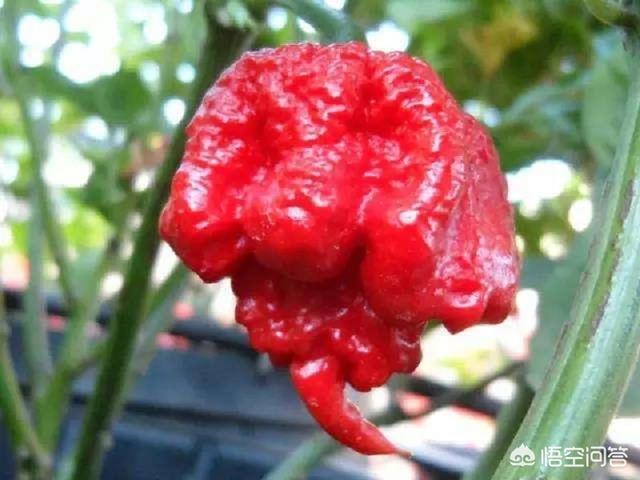 攻略蝎的花样作死法 攻略蝎的花样作死法TXT  第2张