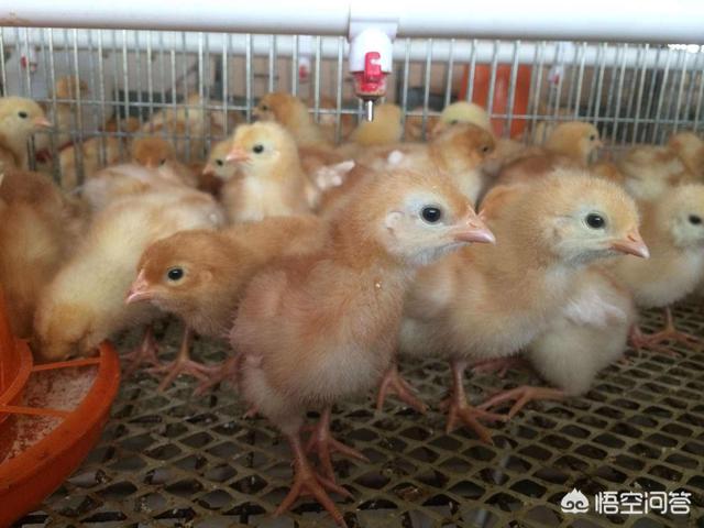 喂蛋鸡啥能节省饲料-喂蛋鸡啥能节省饲料成本