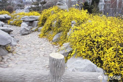 迎春花是什么颜色?迎春花是什么颜色 迎春花图片!