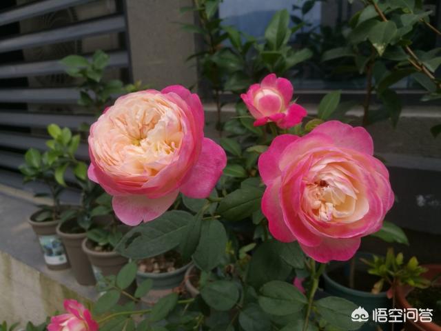 冬天新买月季花怎么养护和管理(图21)