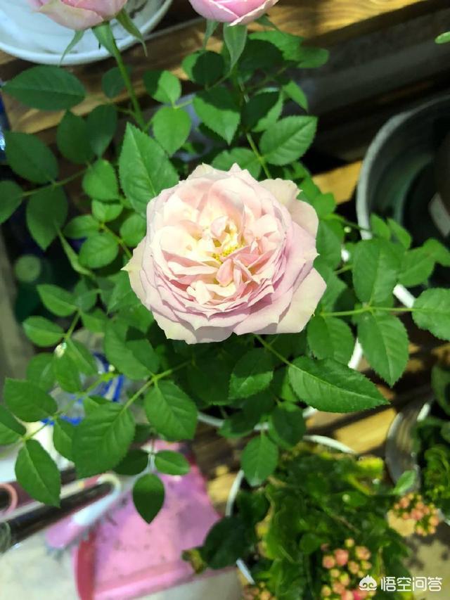 冬天新买月季花怎么养护和管理(图4)