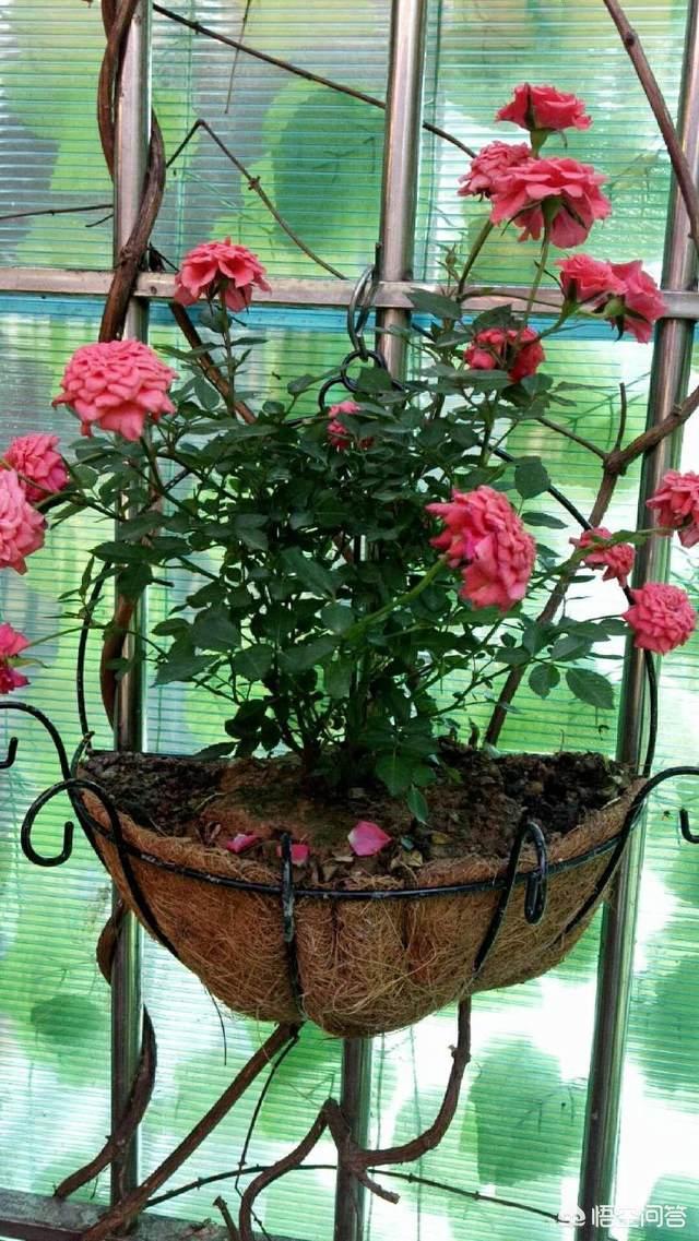 冬天新买月季花怎么养护和管理(图3)