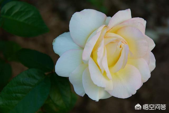 冬天新买月季花怎么养护和管理(图14)