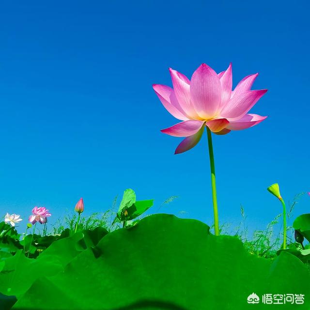 荷花摘下怎么保养最好(图8)