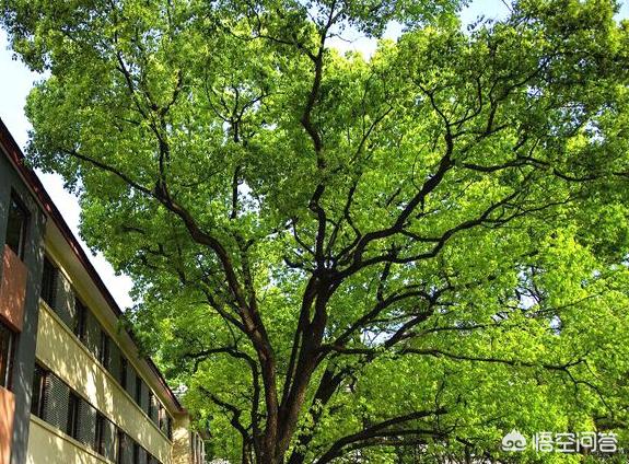 学校计划砍些树木,学校计划砍些树木怎么写