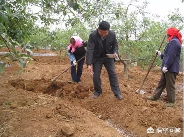 园林植物冬季施肥标准-园林植物冬季施肥标准是什么