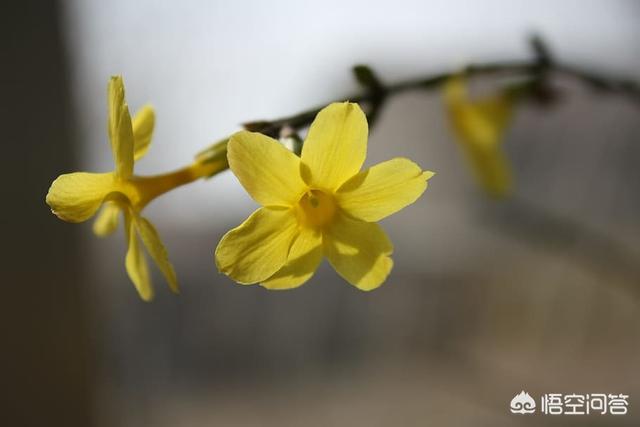 迎春花地栽怎样栽-迎春花地栽怎样栽种