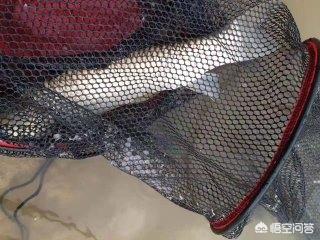 草鱼玉米如何搭配做馅儿(图26)