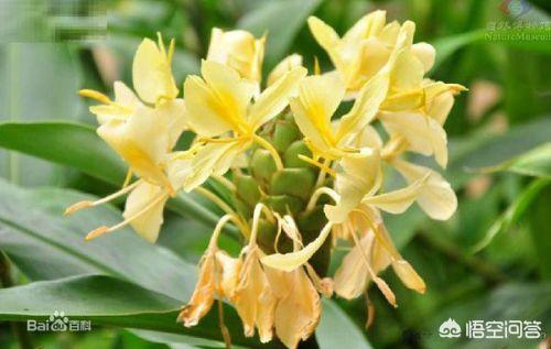 黄姜花 （黄姜花图片）