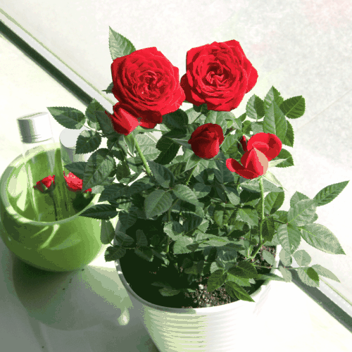 花如何施肥(玫瑰花如何施肥)