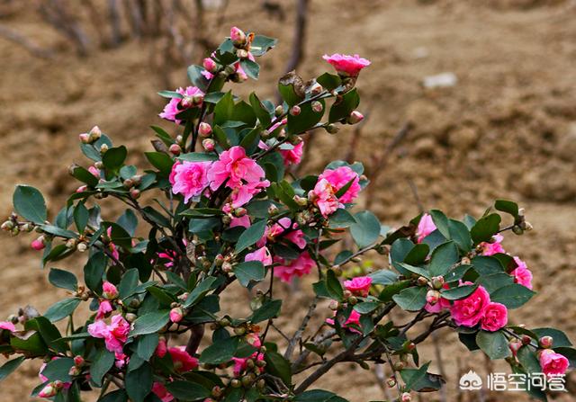 花卉绿植销售采购? 花卉绿植销售采购方案!