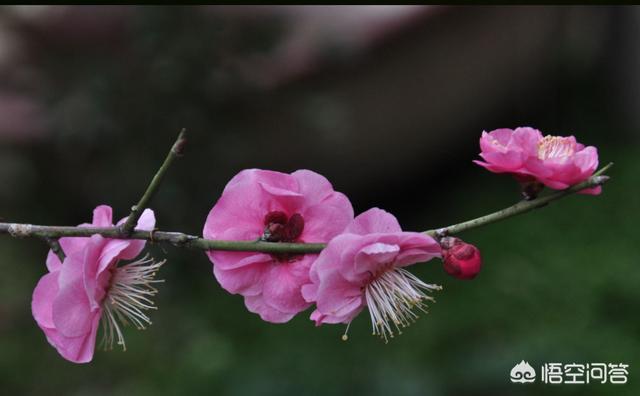 秋冬室外种植花卉?秋冬室外种植花卉有哪些!