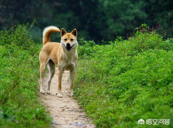 怎样区别中华田园犬和柴犬