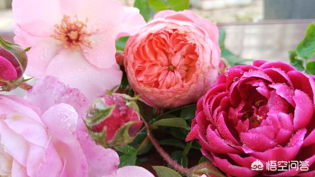 冬天新买月季花怎么养护和管理(图20)