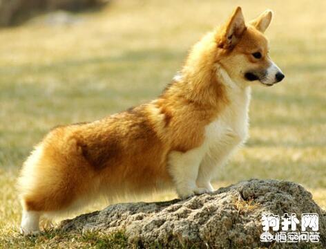 七个月的柯基为何会喜欢咬人,第2张