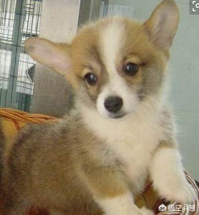 七个月的柯基为何会喜欢咬人