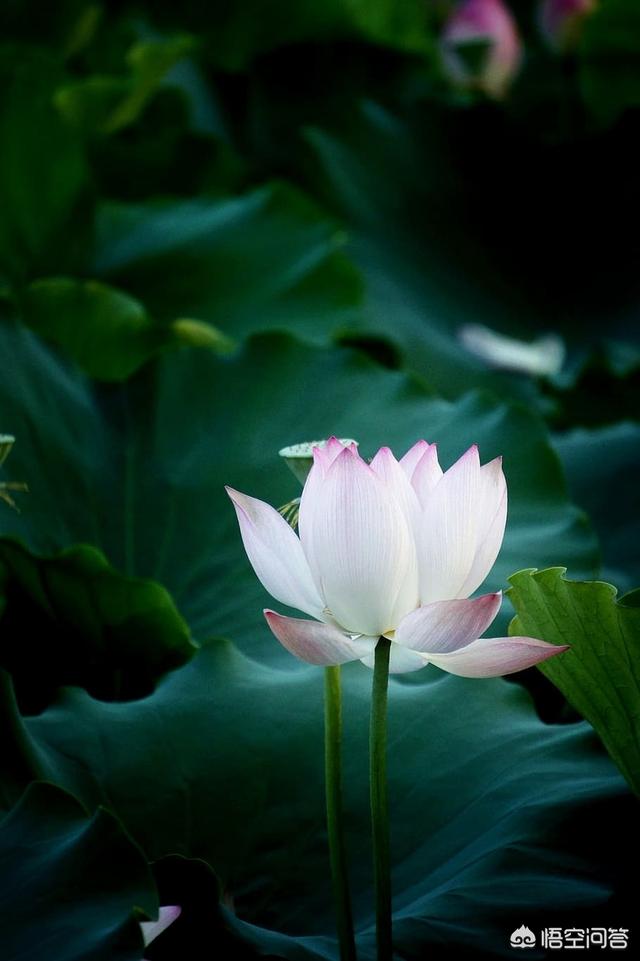 荷花摘下怎么保养最好(图6)