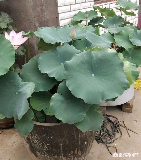 荷花摘下怎么保养最好(图3)