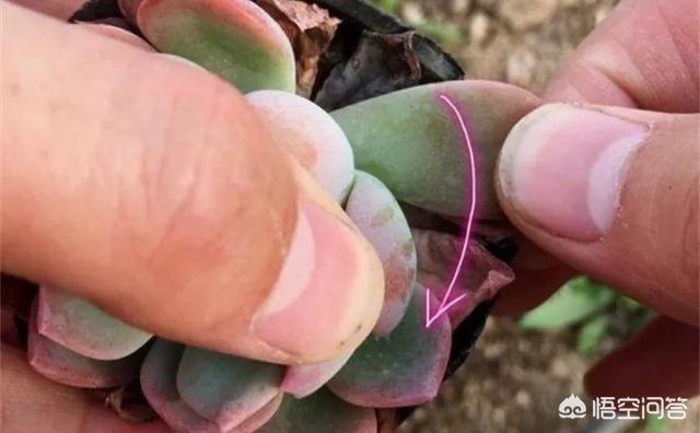 花园种植多肉的方法,花园种植多肉的方法有哪些