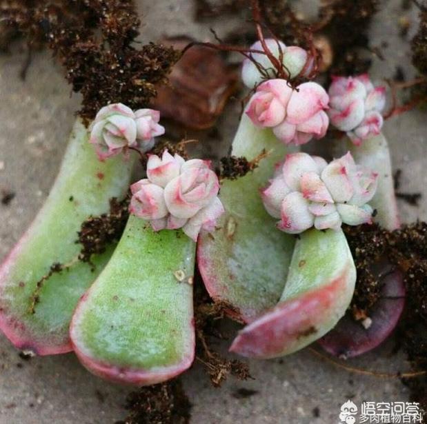 花园种植多肉的方法,花园种植多肉的方法有哪些