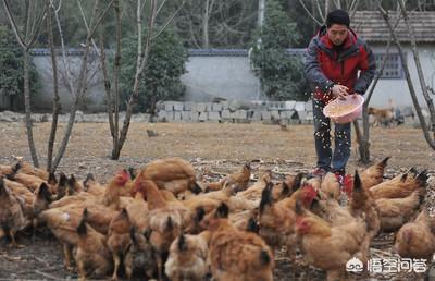 散养鸡的养殖方法鸡舍，什么是散养鸡