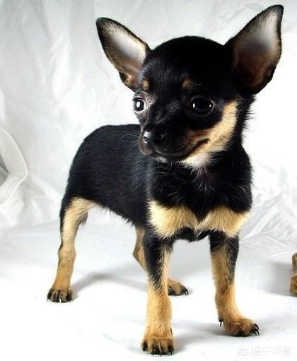 大耳朵大嘴巴短毛矮脚的狗是什么品种,第1张