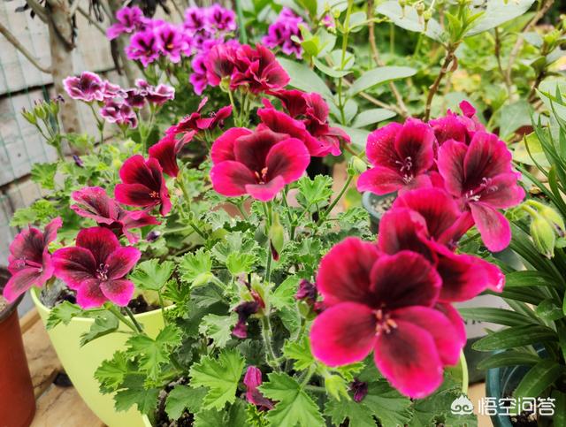 新栽培的太阳花怎么养护和管理(图12)