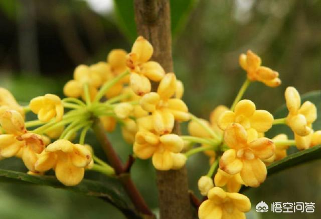 鲜花盆景室内花怎么养护和管理(图6)