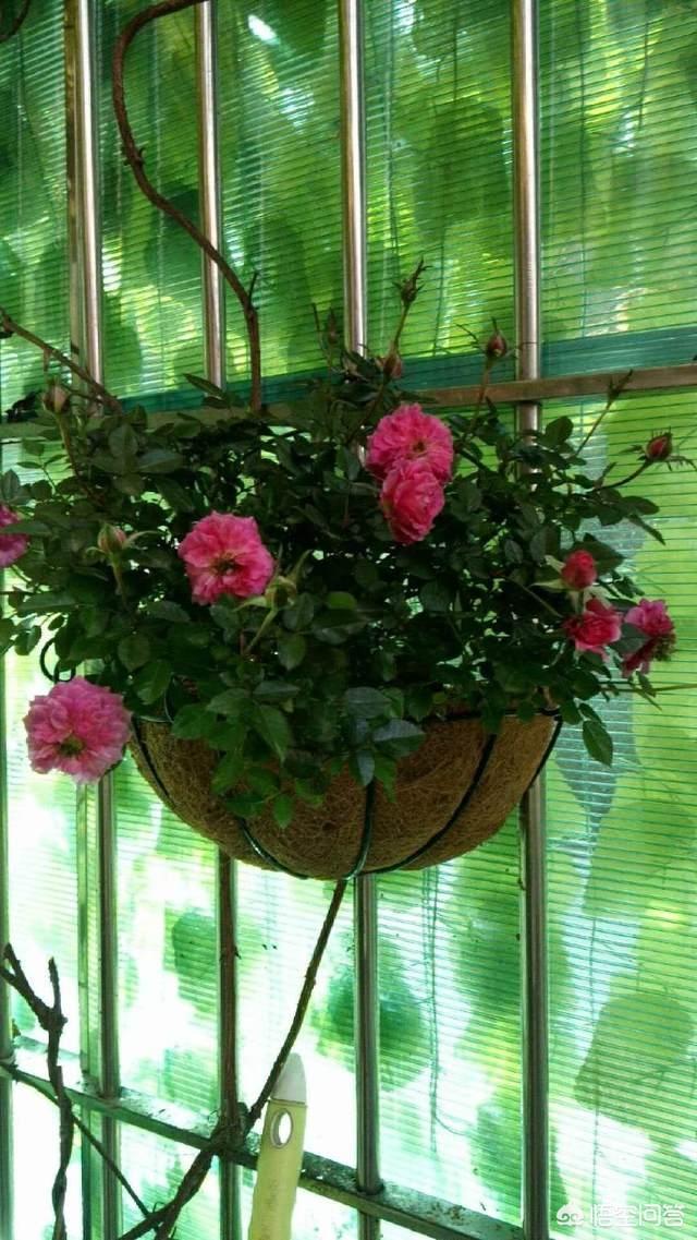 冬天新买月季花怎么养护和管理(图2)