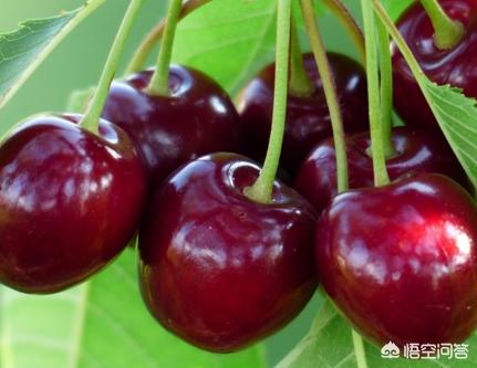 水果大棚养殖什么赚钱的(图4)