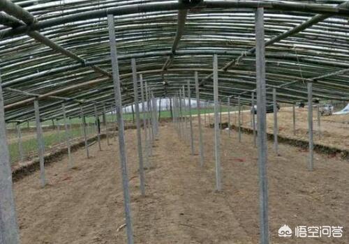 小型户外养鸡棚搭建视频教程 怎么样搭建养蛋鸡大棚？