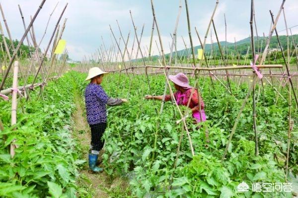 眉山街边小吃红薯饼做法（眉山特产苕丝糖介绍？）