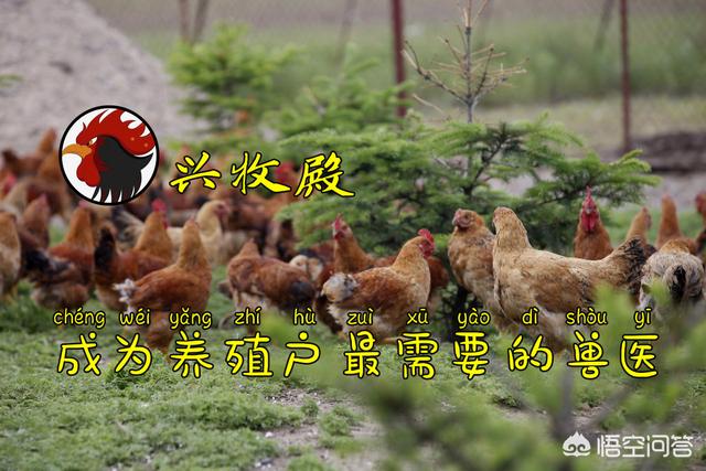 喂蛋鸡啥能节省饲料-喂蛋鸡啥能节省饲料成本