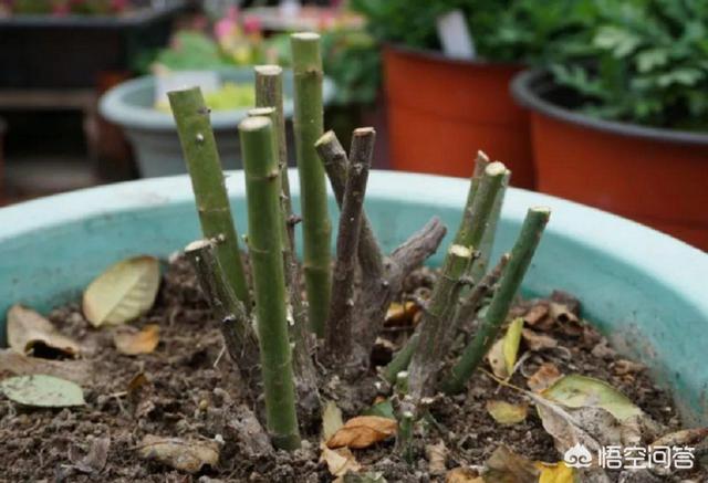 秋冬阳台种植的花,秋冬阳台种植的花有哪些