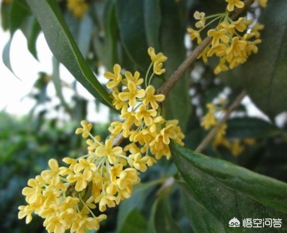 鲜花盆景室内花怎么养护和管理(图4)